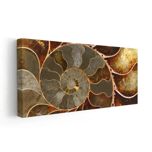 Ammonite Shell Wall Art Canvas Print-Stunning Canvas Prints