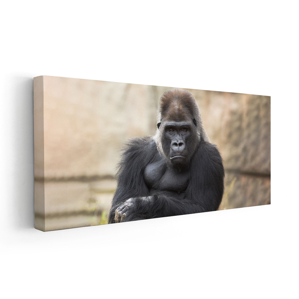 Silverback Gorilla sitting down available as Framed Prints, Photos, Wall  Art and Photo Gifts