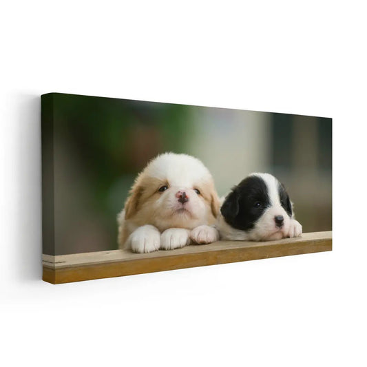 Cute Baby Collie Dogs Wall Art Canvas-Stunning Canvas Prints