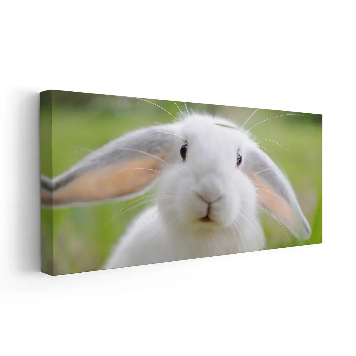 Cute White Rabbit Wall Art Canvas-Stunning Canvas Prints