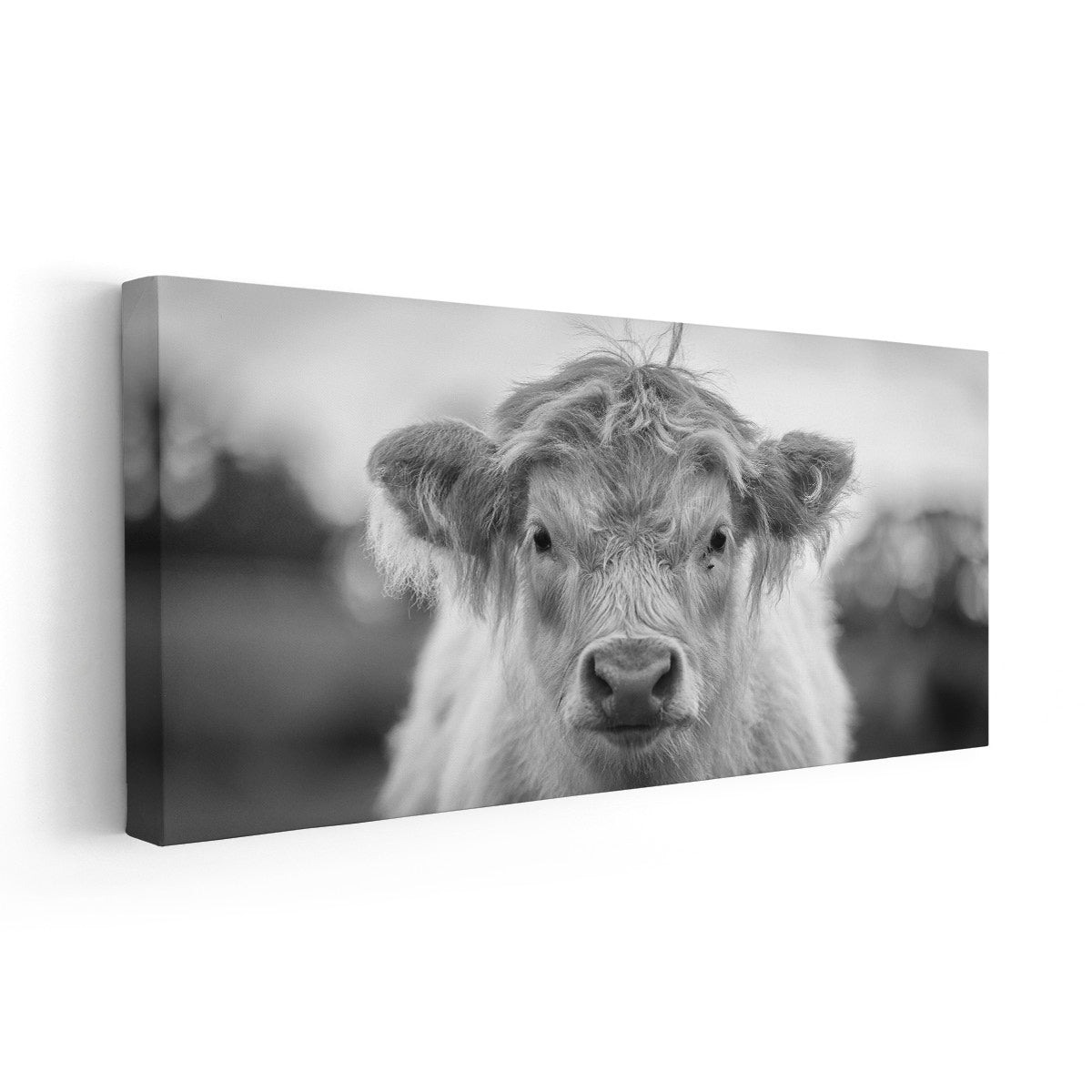 Black And White Highland Calf Wall Art Canvas-Stunning Canvas Prints