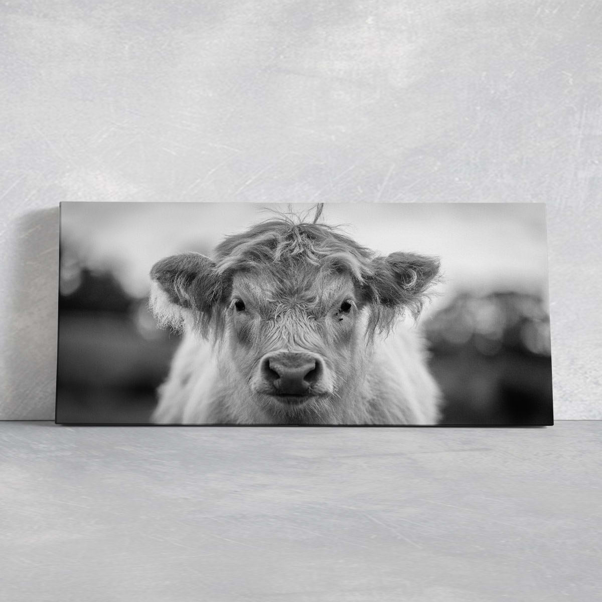 Black And White Highland Calf Wall Art Canvas-Stunning Canvas Prints