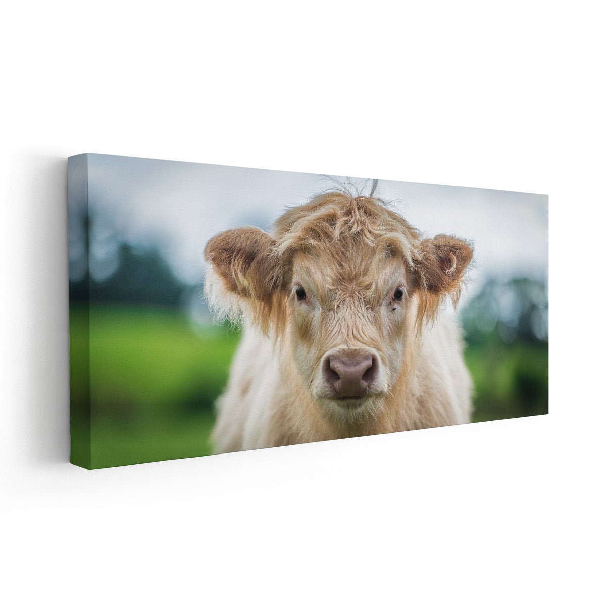 Scottish Highland Calf Wall Art Canvas-Stunning Canvas Prints