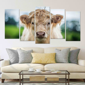 Scottish Highland Calf Wall Art Canvas-Stunning Canvas Prints