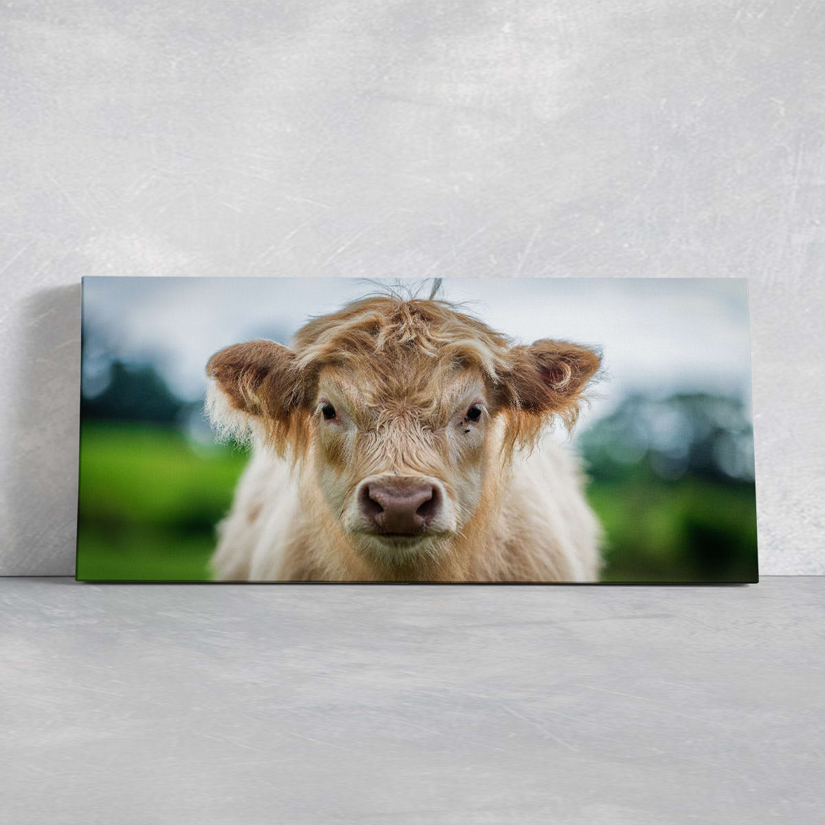 Scottish Highland Calf Wall Art Canvas-Stunning Canvas Prints