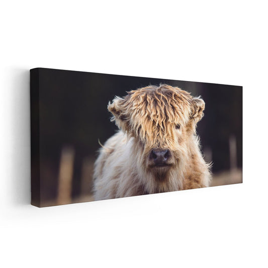 Mini Shaggy Cow Wall Art Canvas-Stunning Canvas Prints