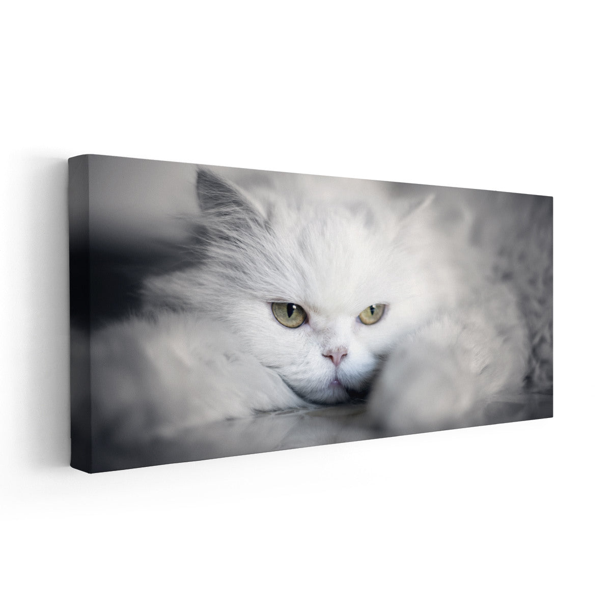 White Persian Cat Wall Art Canvas-Stunning Canvas Prints