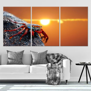 Sally Lightfoot Crab Wall Art Canvas-Stunning Canvas Prints