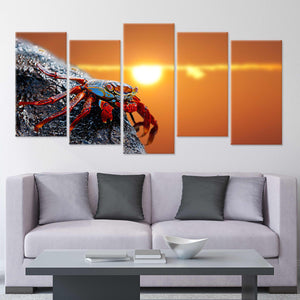 Sally Lightfoot Crab Wall Art Canvas-Stunning Canvas Prints