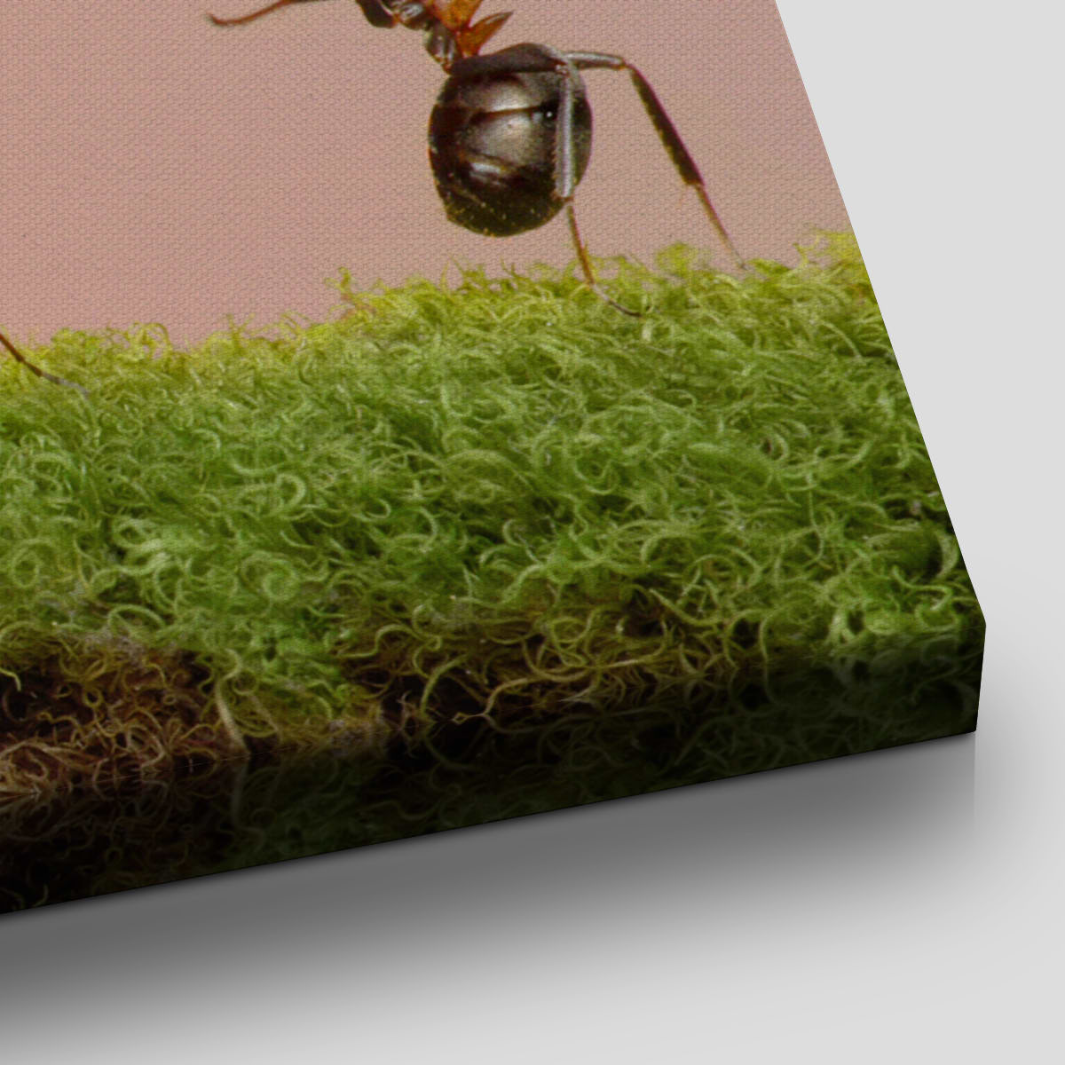 Ant Teamwork Wall Art Canvas-Stunning Canvas Prints