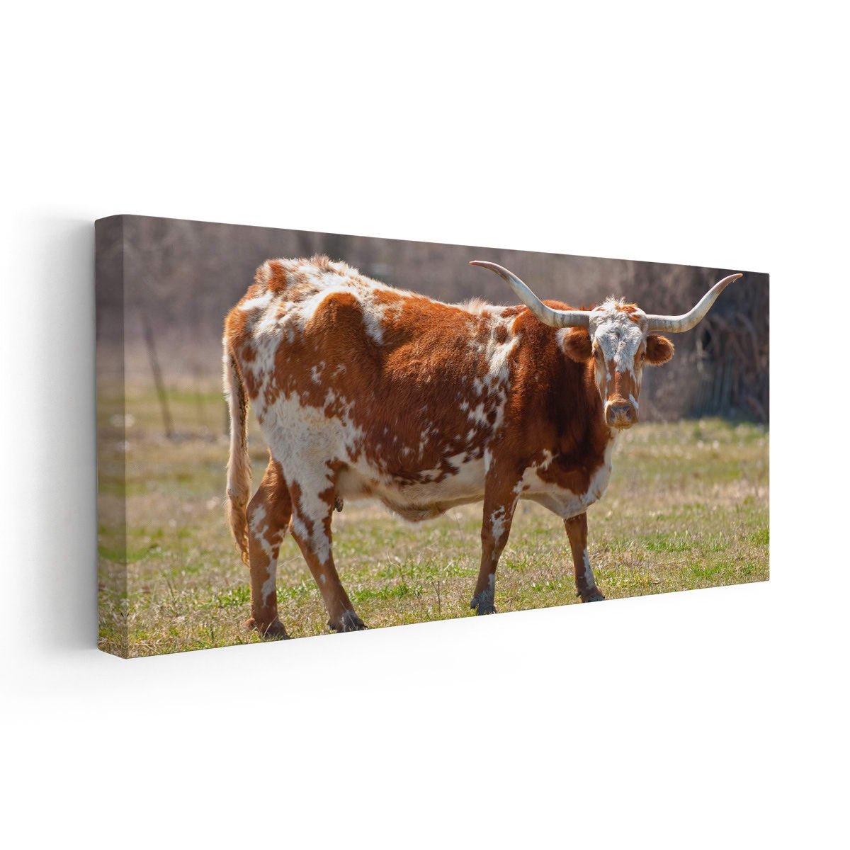 Majestic Texas Longhorn Wall Art Canvas-Stunning Canvas Prints