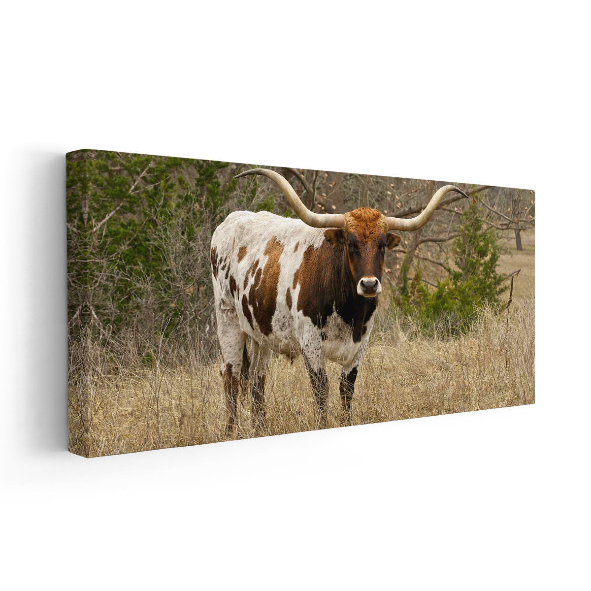 Longhorn In The pasture Wall Art Canvas-Stunning Canvas Prints