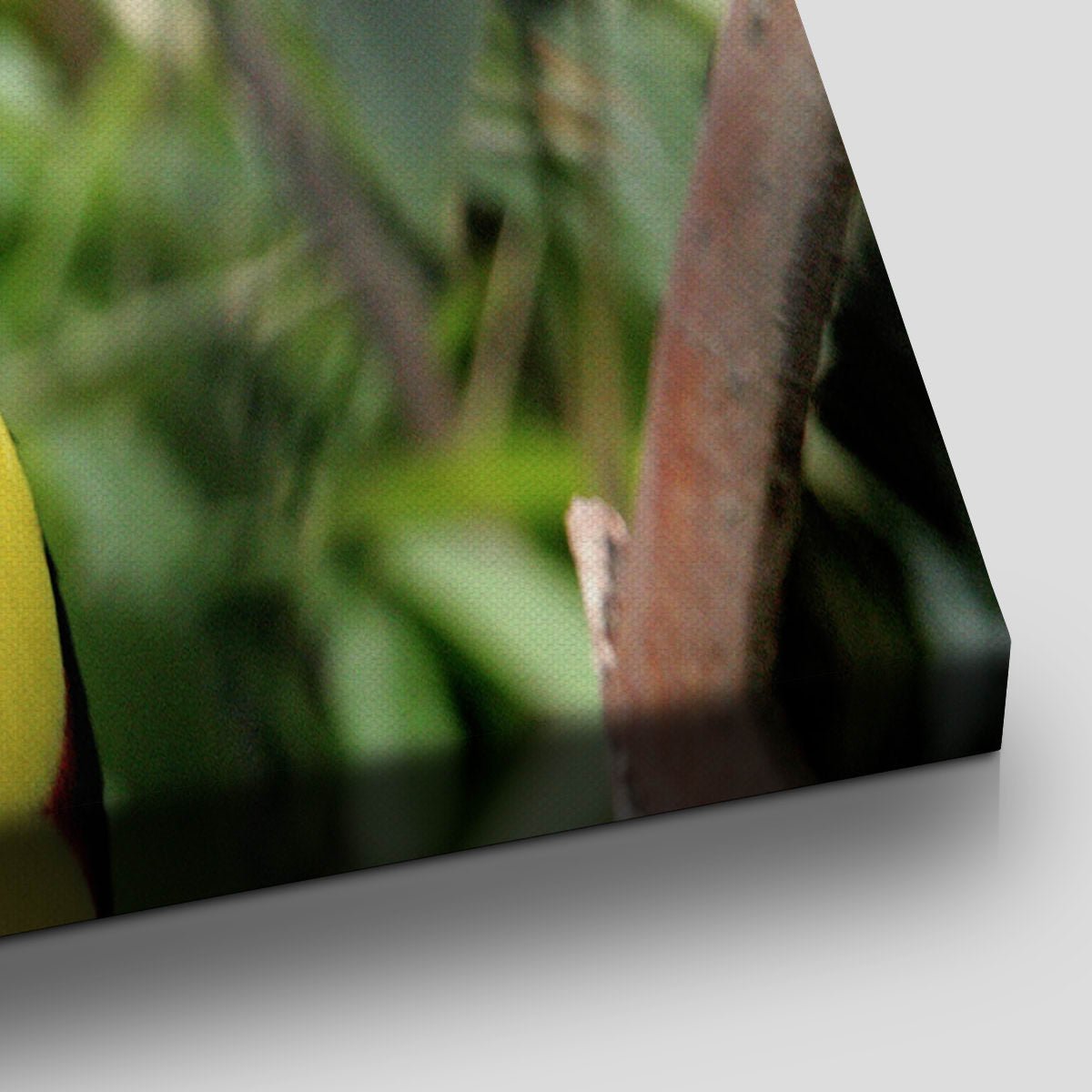 Colorful Toucan Wall Art Canvas-Stunning Canvas Prints