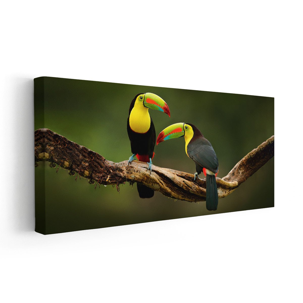 Toucans On Branch Wall Art Canvas-Stunning Canvas Prints