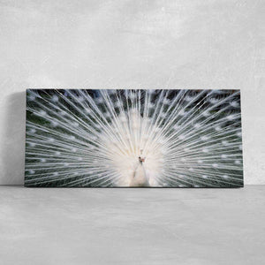 White Peacock Wall Art Canvas-Stunning Canvas Prints