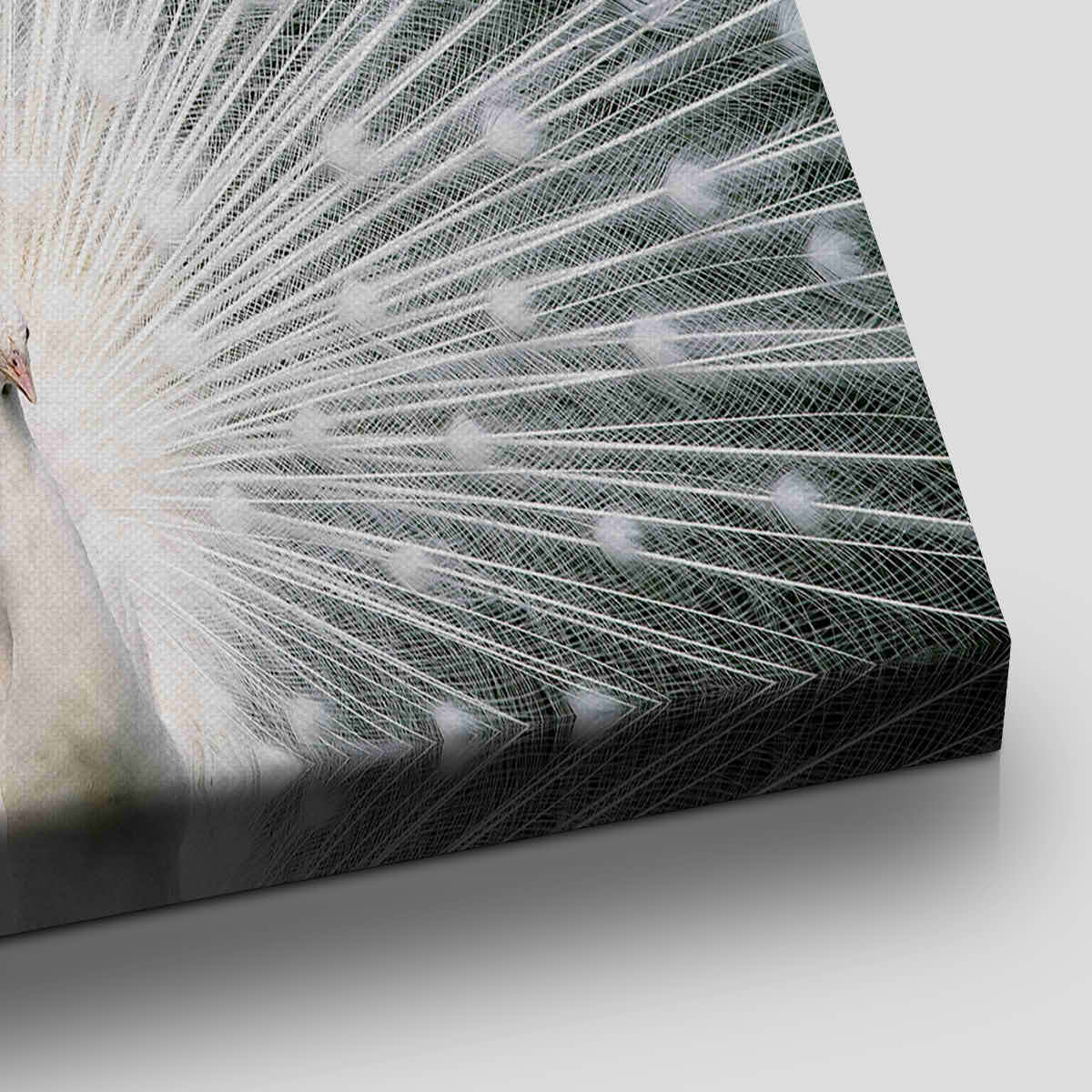 White Peacock Wall Art Canvas-Stunning Canvas Prints