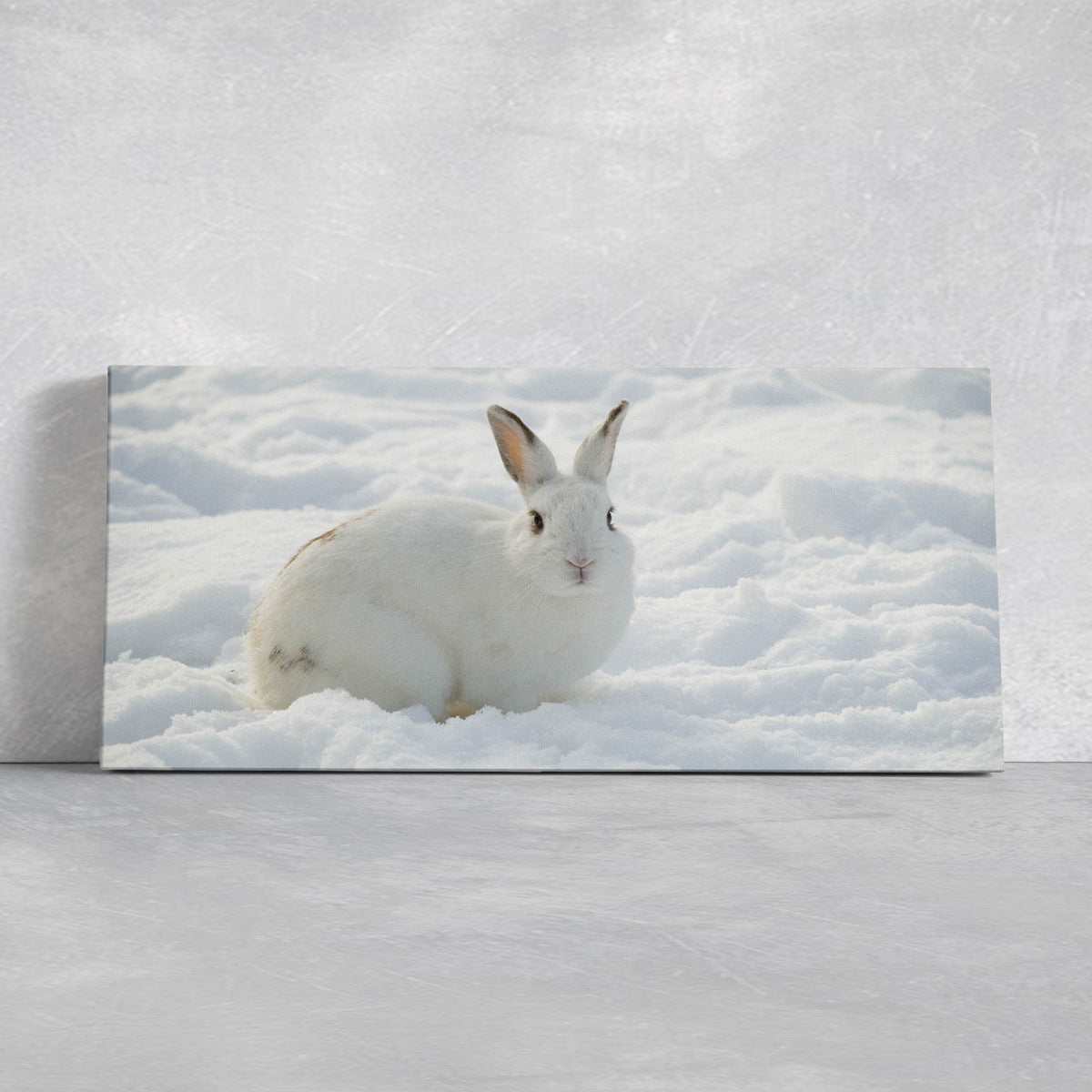 Cute White rabbit Wall Art Canvas-Stunning Canvas Prints