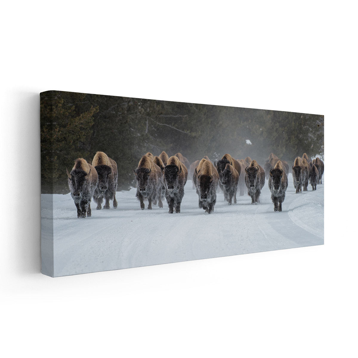 Herd Of Bison Wall Art Canvas Print-Stunning Canvas Prints