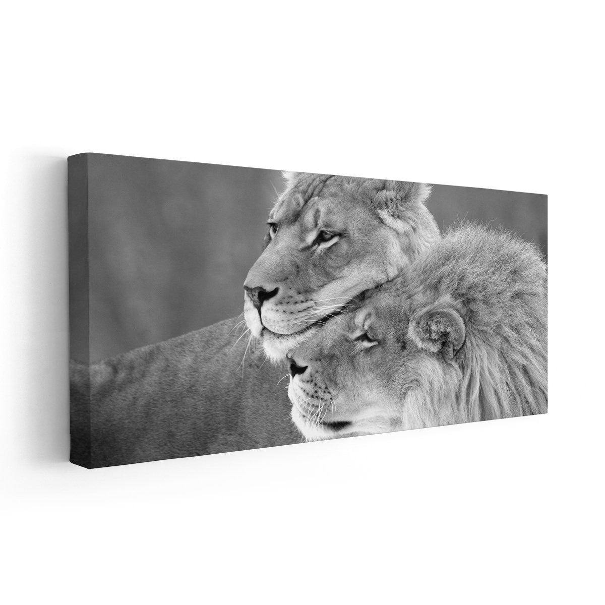 Black And White Loving Lions Wall Art Canvas-Stunning Canvas Prints