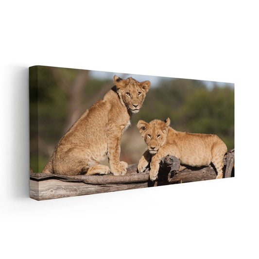 Cute Lion Cubs Wall Art Canvas-Stunning Canvas Prints