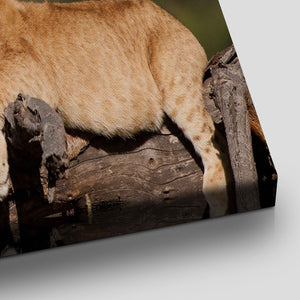 Cute Lion Cubs Wall Art Canvas-Stunning Canvas Prints