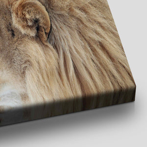 Lion Couple Love Wall Art Canvas-Stunning Canvas Prints