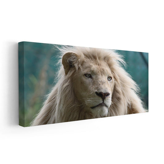 White African Lion Wall Art Canvas-Stunning Canvas Prints